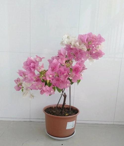 娱乐吃瓜酱三角梅,吃瓜酱视角下的娱乐圈三角关系揭秘