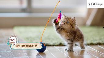 娱乐吃瓜酱猫条,揭秘娱乐圈那些不为人知的幕后故事